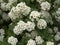 Flowering spiraea shrub