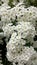 Flowering Spiraea vanhouttei macro photo. White flowers on bush