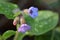 Flowering Spotted Lungwort (Pulmonaria officinalis)