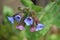 Flowering Spotted Lungwort (Pulmonaria officinalis)