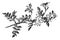 Flowering Spray of Jasminum Grandiflorum vintage illustration