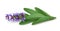 Flowering sprig of sage on a white background