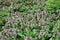 Flowering in spring garden. carpet of flowers. Lamium purpureum