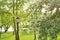 Flowering spring garden.Floral spring background, soft focus. Branches of blossoming tree in spring outdoors macro.