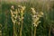 Flowering spring meadow. Filipendula vulgaris, commonly known as dropwort or fern-leaf dropwort. Place for text, blurred