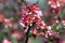 Flowering in the spring orchards