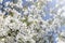 Flowering spring orchards, blooming cherry , fruit, agriculture,