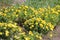 Flowering spring pheasant`s eye Adonis vernalis plant with yellow flowers and green leaves