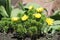 Flowering spring pheasant`s eye Adonis vernalis plant with yellow flowers and green leaves