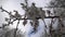 Flowering spring tree in the snow