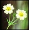 Flowering spurge close up