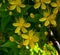 Flowering St Johnâ€˜s wort, Tiptonâ€˜s Weed, Klamath Weed Hypericum perforatum a medicinal plant