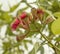 Flowering stage of Australian gumnuts