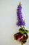 Flowering stalk `French Quarter` coleus Plectranthus scutellariodes whtie background vertical