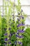 Flowering Stalks of False Blue Indigo