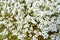 Flowering stanneloma dern Saxifraga cespitosa, background