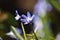 Flowering star hyacinths (Scilla sect. Chionodoxa) backlit in the spring sun