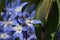 Flowering star hyacinths (Scilla sect. Chionodoxa) in the morning sun