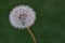 The flowering state of a dandelion plant