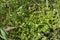 Flowering Stellaria media in the grass