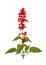 Flowering stem of bright red salvia