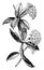Flowering Stem of Hoya Carnosa vintage illustration