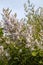 Flowering stem of a tetradenia riparia or misty plume bush