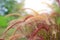 Flowering stems of ornamental fountain grass at sunset