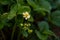 Flowering strawberries. White strawberry flowers in the garden.