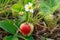 Flowering strawberry bush