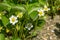 Flowering strawberry bush in the garden.