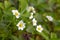 Flowering strawberry bush in the garden.