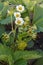 Flowering strawberry bush at the garden in springtime