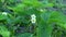 Flowering strawberry bush sways in the wind.