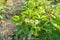 Flowering strawberry bush, white flowers on a young spring plant strawberries