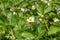 Flowering strawberry bushes in the garden.