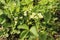 Flowering strawberry bushes in the garden.  Bright green leaves.