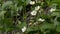 Flowering strawberry fields