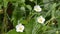 Flowering strawberry fields