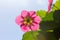 The flowering of a strawberry plant