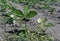 Flowering strawberry plants in the spring in a small garden