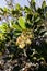 A flowering strawberry tree