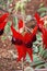 Flowering sturt\\\'s desert pea a creeper plant