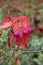 Flowering sturt\\\'s desert pea with pink bulbous centre