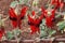 Flowering sturt`s desert pea vine