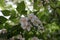 Flowering Styrax japonicus, the Japanese snowbell tree with small white flowers.