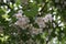Flowering Styrax japonicus, the Japanese snowbell tree with small white flowers.