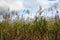 Flowering sugar cane against the sky, Moka district, Mauritius