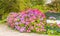 Flowering summer border with Hortensia Macrophylla, Hydrangea Macrophylla