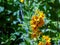 Flowering in a summer garden loosestrife - yellow flowers close-up horizontally. Primulaceae Family. Lysimachia vulgaris